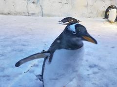 -芜湖新华联大白鲸海洋公园