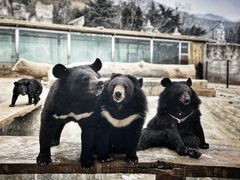 -东方熊牧场