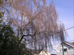 -固兰湖岛