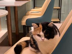-安格丽娜·狗咖·猫咖羊驼咖(春熙路百盛商场店)