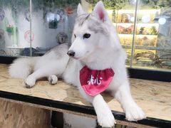 -Husky Go! 哈士奇体验馆·宠物咖啡厅狗咖