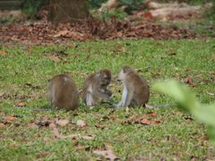 -武吉知马自然保护区