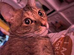 -瑞鹏宠物医院·骨科·猫科·内科(第一中心)