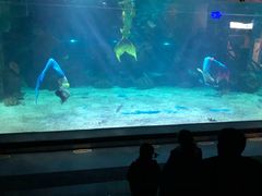 -石家庄海洋公园