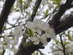 -桃源山庄·水蜜桃采摘·柴火鸡·烧烤团建(龙泉山店)