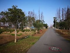 -上海长兴岛郊野公园