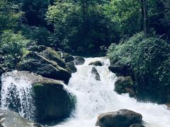 -张醪糟