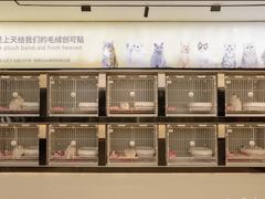 -翊宠yipet猫狗购宠庄园犬舍•猫舍