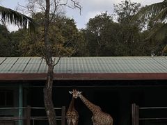 -海南热带野生动植物园