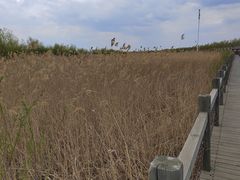 -呼兰河口湿地公园