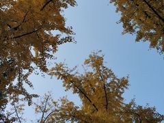 -重庆市江北嘴中央商务区中央公园