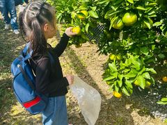 -前小桔亲子创意农场·草莓采摘·露营烧烤