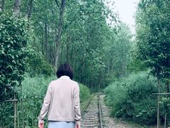 -合肥滨湖国家森林公园