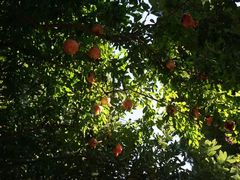 -阿尔罕布拉宫