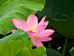 -高子水居