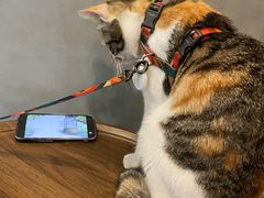 -Again Coffee Roaster(香蜜湖店)