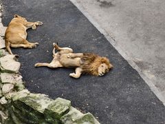 -大连森林动物园