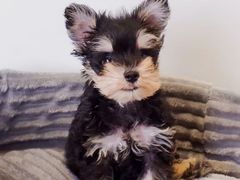 -翊宠yipet猫狗购宠庄园犬舍•猫舍