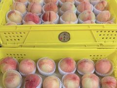 -老袁家蜜桃农场·阳山水蜜桃