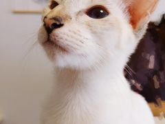 -团子家猫咪猫咖馆·柯基·柯尔鸭