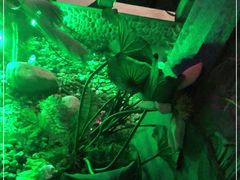 -韵秋荷(宝山龙湖天街店)