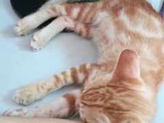 -东莞宠友24H宠物中心医院·转诊夜诊·异宠(新河北路院)