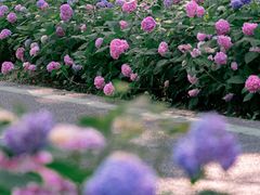 -合肥滨湖国家森林公园