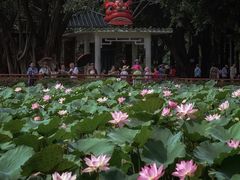 -荔湾湖公园