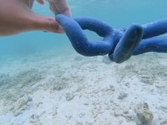 -东姑阿都拉曼海洋公园