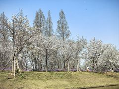 -上海海湾国家森林公园