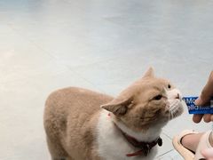 -伟伟宠物医院·CT影像中心·瑞派犬猫综合性门诊(汉口总院)