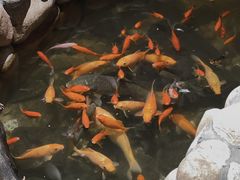 -馬蘭花開(车站大道店)