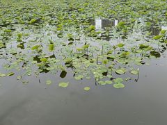 -龙头寺公园