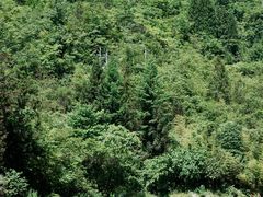 -鹿院坪生态旅游景区