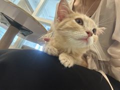 -楼上猫咖(罗湖店)