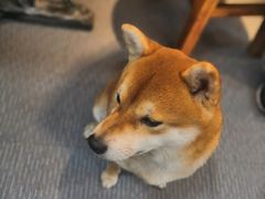 -柴源莊·柴小宠柴犬咖啡