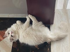 -猫大福·Fortune Cat猫舍(百子湾店)