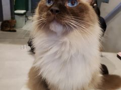 -猫儿山۰猫主题餐厅