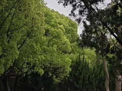 -上海滨江森林公园