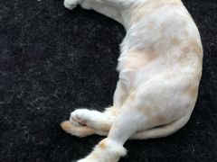 -伟伟宠物医院·CT影像中心·瑞派犬猫综合性门诊(汉口总院)