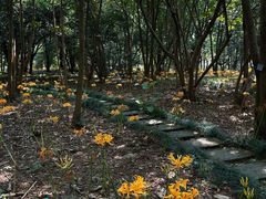 -杭州植物园