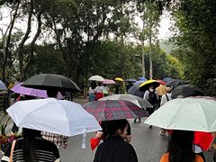 -深圳仙湖植物园-停车场