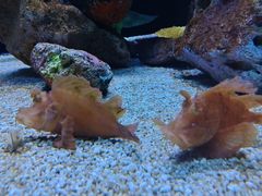 -上海海洋水族馆