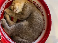 -平行世界·猫咖(首经贸店)