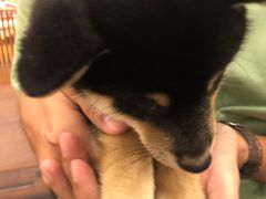 -豆柴町-柴犬主题狗咖(红鼎国际C座店)
