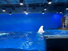 -海合安天津极地海洋公园