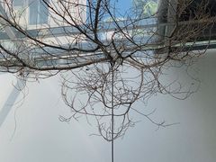 -素咫咖啡CLIFEROSE
