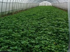 android_upload_pic-上海多利农业发展有限公司