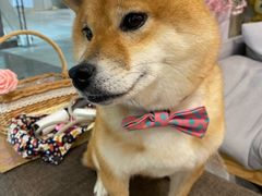 -柴迷FANS CLUB·柴犬狗咖·猫咖