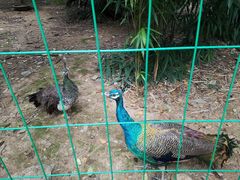 -镇江市南山风景名胜区竹林景区